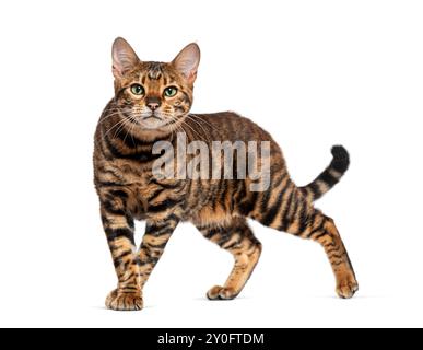 Chat Toyger avec manteau rayé brun debout sur fond blanc Banque D'Images