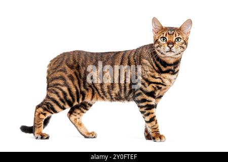 Chat Toyger debout sur un fond blanc regardant vers le haut Banque D'Images