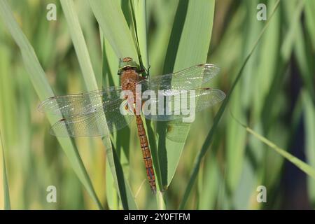 Norfolk Hawker ou Hawker Dragonfly mâle aux yeux verts - Aeshna isocèles Banque D'Images