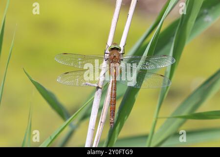 Norfolk Hawker ou Hawker Dragonfly mâle aux yeux verts - Aeshna isocèles Banque D'Images
