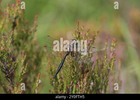 Emeraude du Nord ou Moorland Emerald Dragonfly mâle - Somatochlora arctica Banque D'Images