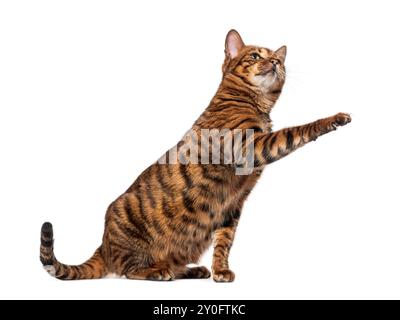 Chat Toyger soulevant la patte regardant vers le haut sur fond blanc Banque D'Images