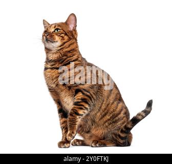 Chat Toyger assis et regardant avec intérêt sur fond blanc Banque D'Images