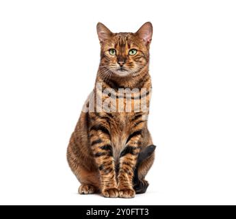 Chat Toyger avec fourrure rayée brune assise sur fond blanc Banque D'Images