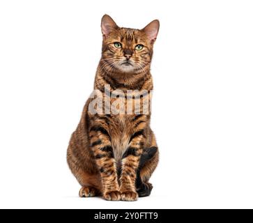 Chat toyger rayé assis et regardant la caméra, isolé sur blanc Banque D'Images