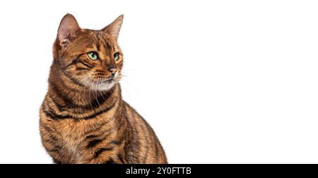 Chat Toyger assis et regardant loin de la caméra Banque D'Images