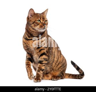 Chat Toyger assis et levant la patte, regardant loin sur un fond blanc Banque D'Images