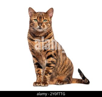 Chat toyger rayé assis et regardant la caméra, isolé sur blanc Banque D'Images