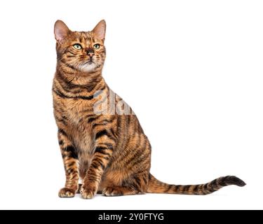 Chat Toyger assis et regardant vers le haut isolé sur fond blanc Banque D'Images