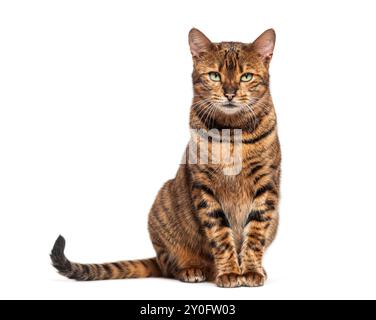 Chat toyger rayé assis et regardant la caméra, isolé sur blanc Banque D'Images