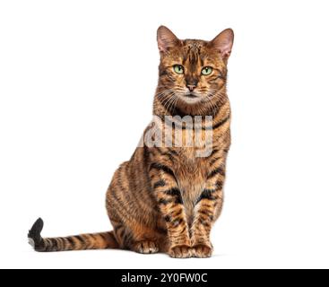 Chat toyger rayé assis et regardant la caméra, isolé sur blanc Banque D'Images