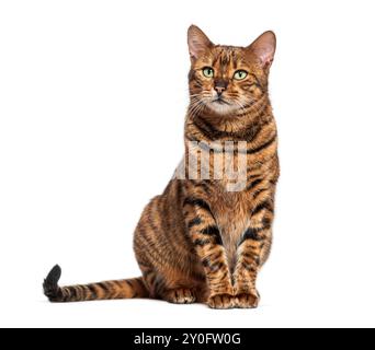 Chat Toyger assis et regardant vers le haut isolé sur fond blanc Banque D'Images