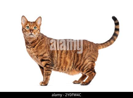 Chat toyger rayé marron avec une longue queue debout et regardant curieusement Banque D'Images