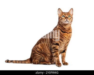 Chat toyger rayé avec les yeux verts assis et regardant vers le haut curieusement Banque D'Images