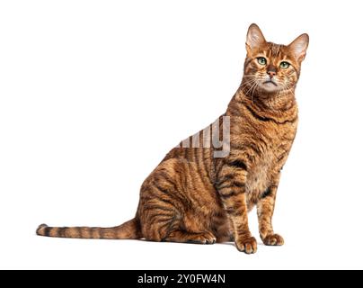 Chat toyger rayé assis et regardant la caméra, isolé sur blanc Banque D'Images