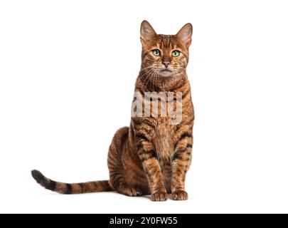 Chat toyger rayé assis et regardant la caméra, isolé sur blanc Banque D'Images