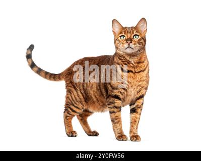 Chat toyger curieux debout et regardant vers le haut, isolé sur blanc Banque D'Images