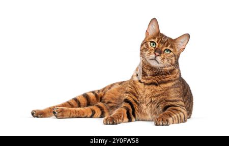 Toyger chat est allongé sur un fond blanc et regarde autour Banque D'Images