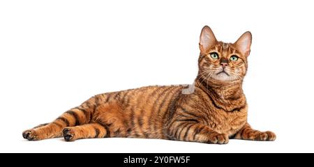 Chat Toyger adulte est allongé sur un fond blanc et regarde vers le haut Banque D'Images