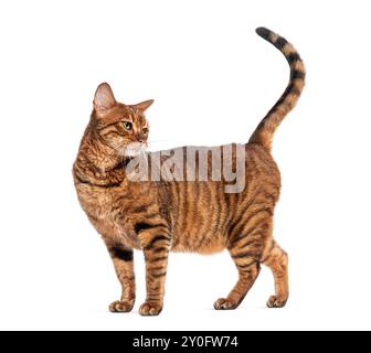 Vue de côté d'un chat Toyger avec une fourrure tabby brune debout et regardant loin de la caméra, isolé sur blanc Banque D'Images