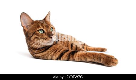 Toyger chat est allongé sur un fond blanc avec ses pattes avant tendues et sa tête légèrement inclinée Banque D'Images