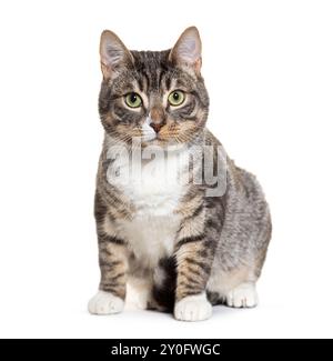 Chat shorthair européen assis et regardant la caméra sur fond blanc Banque D'Images