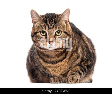 Tabby European shorthair chat couché et regardant avec des yeux verts perçants sur fond blanc Banque D'Images