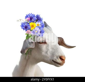 Chèvre mignonne avec de belles fleurs sauvages derrière l'oreille sur fond blanc Banque D'Images