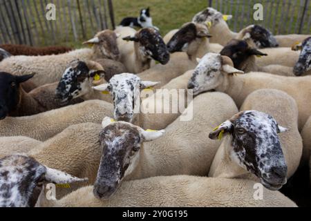 Exposition de chiens de berger à la Festivité de Sant Gil. Vall de Núria (Pyrénées), El Ripollès, Gérone, Catalogne, Espagne, Europe. Banque D'Images