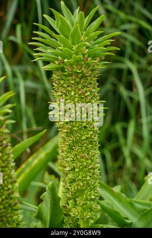 Eucomis pallidiflora, le lis géant de l'ananas en pleine floraison Banque D'Images