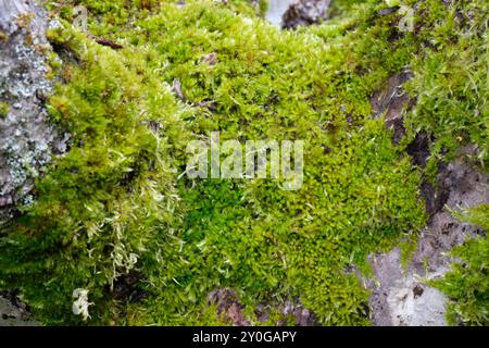 Mousse de paraelongum Eurhynchium poussant sur l'écorce d'un vieux pommier, Royaume-Uni. Banque D'Images