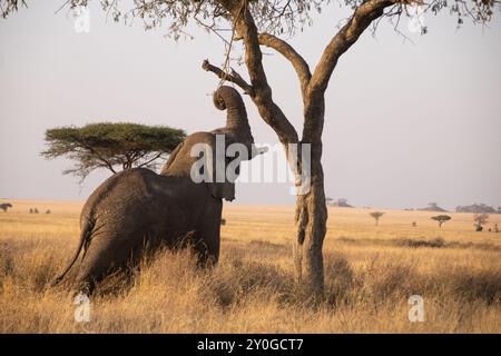 Éléphant ludique atteignant des branches - Parc national du Serengeti, Tanzanie Banque D'Images