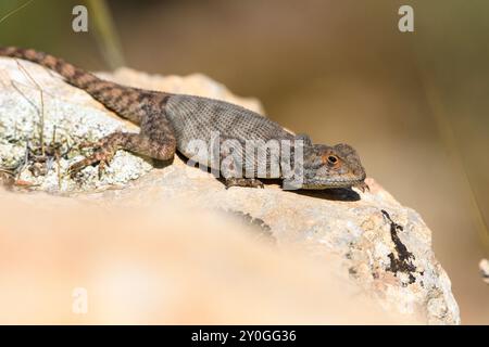 Gros plan d'Agama Bibronii (lézard rocheux d'Afrique du Nord) Banque D'Images