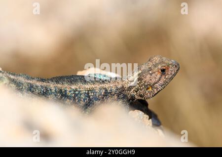 Gros plan d'Agama Bibronii (lézard rocheux d'Afrique du Nord) Banque D'Images
