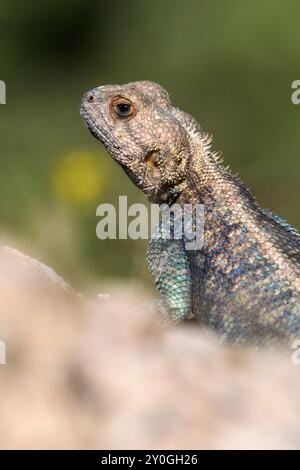 Gros plan d'Agama Bibronii (lézard rocheux d'Afrique du Nord) Banque D'Images
