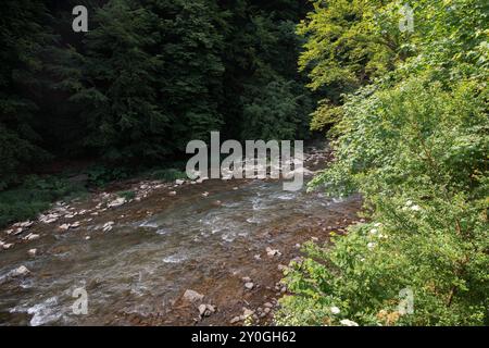 Une rivière montagneuse peu profonde coulant rapidement parmi les rochers de la forêt Banque D'Images