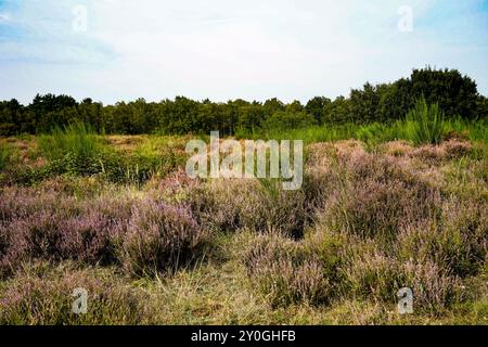 Wahner Heide, Allemagne. Heather dans la réserve naturelle allemande Wahner Heide près de Cologne. 30 août 2024 Banque D'Images