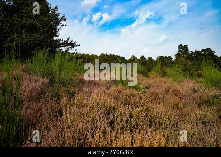 Wahner Heide, Allemagne. Heather dans la réserve naturelle allemande Wahner Heide près de Cologne. 30 août 2024 Banque D'Images