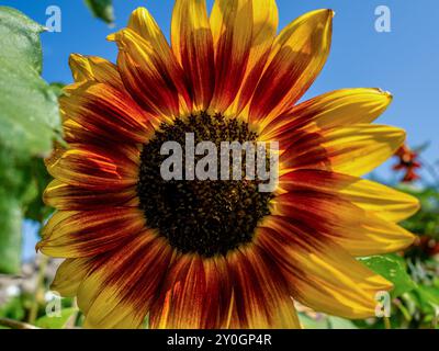 Ressen, pays-Bas. 31 août 2024. Une vue d'un tournesol vibrant. Ce dimanche a été le plus chaud jamais enregistré dans le pays. Samedi également, les températures ont grimpé à 30 degrés dans de nombreux endroits. Les gens en ont profité pour profiter des sports de plein air et visiter la campagne ces derniers jours d'été. L'année dernière, il y avait sept records chauds et un record froid ; le tableau était similaire en 2022 et 2021. En 2020, il n'y avait pas de records de froid, mais moins de 14 pour des températures record. Crédit : SOPA images Limited/Alamy Live News Banque D'Images