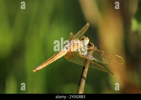 Dragonfly sur plante sèche dans la nature. Banque D'Images