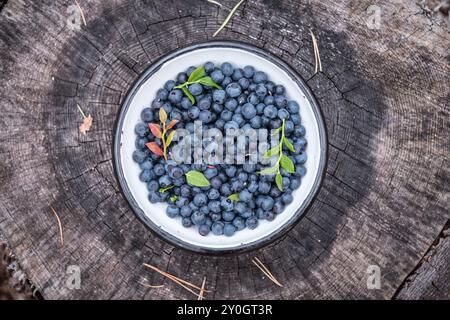 Bleuets sauvages recueillis dans un bol sur une vieille souche dans la forêt. Cueillette de baies sauvages en Scandinavie. Concept de saine alimentation Banque D'Images