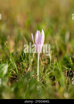 Eine Herbstzeitlose ist im Sonnenuntergang auf einer Wiese zu sehen. Rottweil Baden-Württemberg Deutschland *** un crocus d'automne peut être vu dans un pré au coucher du soleil Rottweil Baden Württemberg Allemagne Banque D'Images