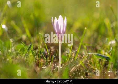 Eine Herbstzeitlose ist im Sonnenuntergang auf einer Wiese zu sehen. Rottweil Baden-Württemberg Deutschland *** un crocus d'automne peut être vu dans un pré au coucher du soleil Rottweil Baden Württemberg Allemagne Banque D'Images