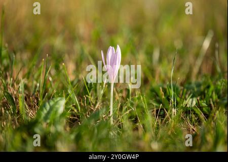 Eine Herbstzeitlose ist im Sonnenuntergang auf einer Wiese zu sehen. Rottweil Baden-Württemberg Deutschland *** un crocus d'automne peut être vu dans un pré au coucher du soleil Rottweil Baden Württemberg Allemagne Banque D'Images