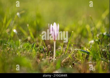 Eine Herbstzeitlose ist im Sonnenuntergang auf einer Wiese zu sehen. Rottweil Baden-Württemberg Deutschland *** un crocus d'automne peut être vu dans un pré au coucher du soleil Rottweil Baden Württemberg Allemagne Banque D'Images