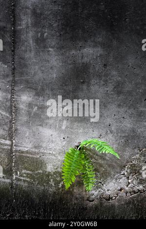 Fougère sur un vieux mur de béton fissuré. Concept Survilal. Nature dans la ville. Plante poussant à partir d'un vieux mur de ciment. Banque D'Images