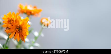 Calendula. Calendula officinalis. Fleur et bourgeons de Calendula. Marigold sur fond gris Banque D'Images