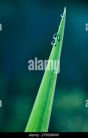 Belles grandes gouttes de rosée fraîche du matin dans une photo macro d'herbe verte humide. Image de source d'eau transparente pure été dans la nature. Banque D'Images