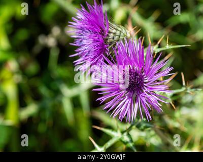 Chardon Marie (Galactites tomentosus) également connu sous le nom de chardon Marie feutre. Prise à Madère. Banque D'Images