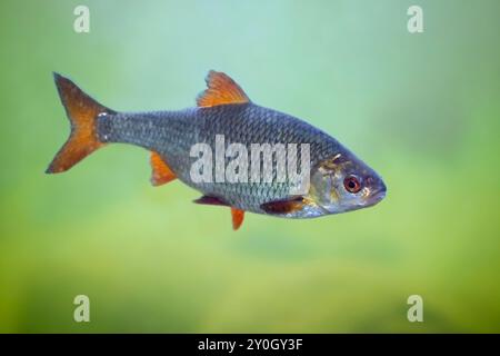 Rutilus Roach / Rutilus rutilus poisson d'eau douce et saumâtre nageant sous l'eau dans un lac, originaire d'Europe et d'Asie occidentale Banque D'Images